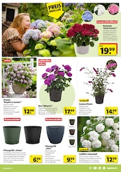 Aktueller Hagebaumarkt Prospekt mit Hortensie, "LASS DEN SÜDEN BEI DIR EINZIEHEN", Seite 5