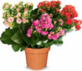 dreifarbige Kalanchoe im Angebot bei Netto Marken-Discount in Gera dreifarbige Kalanchoe Angebote bei Netto Marken-Discount Gera für 2,99 €