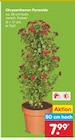 Chrysanthemen Pyramide im Angebot bei Netto Marken-Discount in Völklingen Chrysanthemen Pyramide Angebote bei Netto Marken-Discount Völklingen für 7,99 €