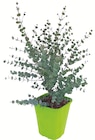 Promo Eucalyptus gunnii Azura 'Cagire' à 19,00 € dans le catalogue Botanic à Thonon-les-Bains