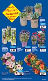 Ähnliche Stiefmütterchen Angebote im Prospekt "LIDL LOHNT SICH" von Lidl in Stendal Ähnliche Angebote wie Stiefmütterchen im Prospekt "LIDL LOHNT SICH" auf Seite 7 von Lidl in Stendal