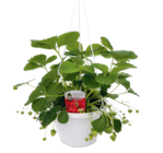 Aktuelles Naturfreund Erdbeere Senga Sengana Angebot bei Raiffeisen Rhein-Ahr-Eifel Handelsgesellschaft mbH in Bonn ab 14,99 €