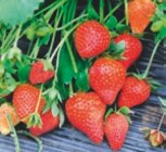 Plants de fraisiers en promo chez LaMaison.fr Caen à 15,95 €