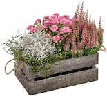 Pflanzarrangement im Angebot bei Dehner Garten-Center in Aalen Pflanzarrangement Angebote bei Dehner Garten-Center Aalen für 19,99 €