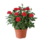 Rosier en promo chez Lidl Rosier dans le catalogue Lidl