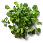 Feldsalat im Kaufland Prospekt Dtsch. Feldsalat im aktuellen Kaufland Prospekt für 0,79 €