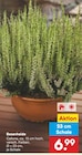 Aktuelles Besenheide Angebot bei Netto Marken-Discount in Göttingen ab 6,99 €