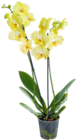 Orchidee im Angebot bei Kaufland in Oldenburg Orchidee Angebote bei Kaufland Oldenburg für 9,99 €