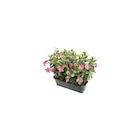 BOTANIC®-Dipladénia buisson coloris variés. La jardinière de 40 cm - BOTANIC® - Botanic à Toulon BOTANIC®-Dipladénia buisson coloris variés. La jardinière de 40 cm - BOTANIC® en promo chez Botanic Toulon à 39,99 €