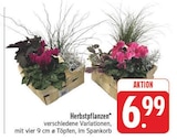 Herbstpflanzen bei EDEKA im Prospekt "" für 6,99 €