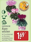 Alpenveilchen von Gardenline im aktuellen ALDI Nord Prospekt für 1,69 €