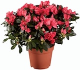 Azalée en promo chez Lidl Villeneuve-d'Ascq à 5,99 €