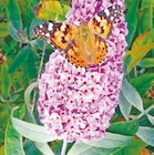 Buddleja Sommer-Flieder bei Thomas Philipps im Hoyerswerda Prospekt für 3,33 €