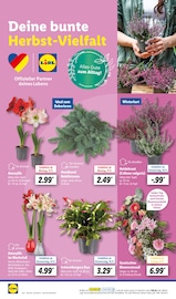 Aktueller Lidl Prospekt mit Blumen, "LIDL LOHNT SICH", Seite 24