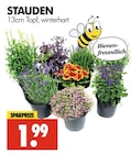 Stauden im Angebot bei Wreesmann in Cuxhaven Stauden Angebote bei Wreesmann Cuxhaven für 1,99 €