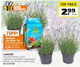 Lavendel im Angebot bei OBI in Fulda Lavendel Angebote von COMPO SANA bei OBI Fulda für 2,99 €