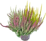 Aktuelles Knospenheide Garden Girls Trio Girls Angebot bei REWE in Potsdam ab 2,99 €