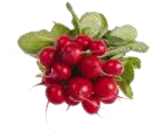 Frischemarkt Frauen Sankt Margarethen - Radieschen Angebot im Prospekt Radieschen bei Frischemarkt Frauen im Sankt Margarethen Prospekt für 0,88 €