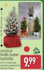 Große Zuckerhutfichte Angebote von GARDENLINE bei ALDI Nord Detmold für 9,99 €