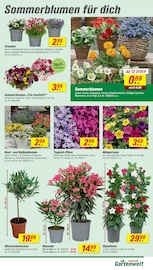 Teppich im toom Baumarkt Prospekt in Dorsten Aktueller toom Baumarkt Prospekt mit Teppich, "Respekt, wer's selber macht.", Seite 5