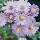 Botanic Saint-Ismier - Promo Oscularia deltoïdes. Le pot de 3 litres Promo Oscularia deltoïdes. Le pot de 3 litres à 16,79 € dans le catalogue Botanic à Saint-Ismier