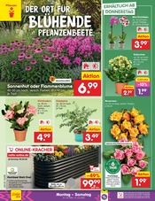 Stauden im Netto Marken-Discount Prospekt in Hildesheim Aktueller Netto Marken-Discount Prospekt mit Stauden, "Aktuelle Angebote", Seite 36