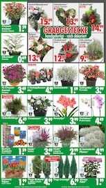 Blumenzwiebeln im Wreesmann Prospekt in Buxtehude Aktueller Wreesmann Prospekt mit Blumenzwiebeln, "DEIN SAISON- & SONDERPOSTENMARKT!", Seite 3