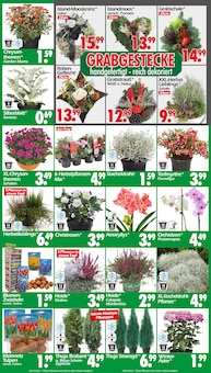 Thuja im Wreesmann Prospekt "DEIN SAISON- & SONDERPOSTENMARKT!" mit 12 Seiten (Dresden)
