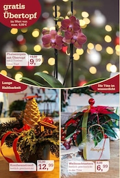 Zimmerpflanzen im Garten-Center Nordharz GmbH & Co. KG Prospekt in Salzgitter Aktueller Garten-Center Nordharz GmbH & Co. KG Prospekt mit Zimmerpflanzen, "HO HO HO", Seite 2