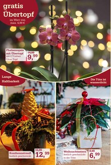 Pflanzen im aktuellen Garten-Center Nordharz GmbH & Co. KG Prospekt (Braunschweig) Pflanzen im Garten-Center Nordharz GmbH & Co. KG Prospekt "HO HO HO" mit 14 Seiten (Braunschweig)