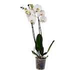 Orchidée en promo chez Carrefour Clermont-Ferrand à 6,99 €