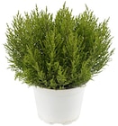Penny - Hebe Angebot im Prospekt Hebe bei Penny im Prospekt "" für 1,99 €