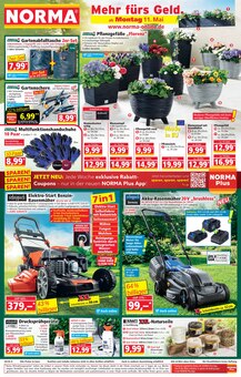 Blumentopf im Norma Prospekt "Mehr fürs Geld" mit 19 Seiten (Dresden)