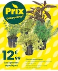 Plantes aquatiques en promo chez Truffaut Limoges à 12,99 €