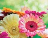 Promo Gerbera à 2,99 € dans le catalogue Norma à Benfeld