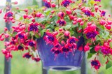 Suspension de Fuschia en promo chez Jardiland Suspension de Fuschia dans le catalogue Jardiland