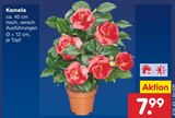 Kamelie im Angebot bei Netto Marken-Discount in Coburg Kamelie Angebote bei Netto Marken-Discount Coburg für 7,99 €