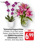 E center Neunkirchen - Schmetterlingsorchidee Angebot im Prospekt Schmetterlingsorchidee bei E center im Neunkirchen Prospekt für 6,99 €