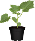 BIO-Snackgurke für 4,99 € bei Blume 2000 im Angebot BIO-Snackgurke im aktuellen Blume 2000 Prospekt