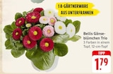 Bellis Gänseblümchen Trio bei EDEKA im Hornberg Prospekt für 1,79 €