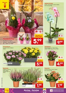 Blumen im Netto Marken-Discount Prospekt "Aktuelle Angebote" mit 68 Seiten (Oberhausen)