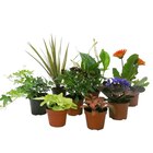Mini plantes vertes et fleuries en promo chez Carrefour Villeurbanne à 1,79 €