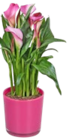 Calla in Glas-Übertopf im aktuellen Kaufland Prospekt
