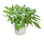 Aktuelles Mediterrane Kräuter Angebot bei toom Baumarkt in Bochum ab 3,99 €