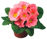 Primel bei nahkauf im Überlingen Prospekt für 1,00 €