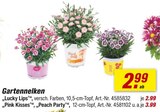 toom Baumarkt Werda - Gartennelken Angebot im Prospekt Gartennelken bei toom Baumarkt im Werda Prospekt für 2,99 €