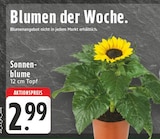 Sonnenblume im Angebot bei E center in Dortmund Sonnenblume Angebote bei E center Dortmund für 2,99 €