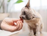 Felix Katzen Snack von Felix für 0,89 € bei Marktkauf im Angebot Felix Katzen Snack von Felix im aktuellen Marktkauf Prospekt