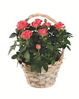 Rosen im Henkelkorb im Angebot bei Lidl in Darmstadt Rosen im Henkelkorb Angebote bei Lidl Darmstadt für 9,99 €
