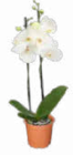 Orchidee Angebote bei Netto Marken-Discount Dresden für 8,88 €
